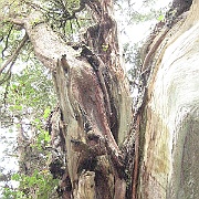 Picture 260